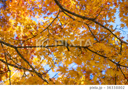 メジロ 紅葉の背景 メジロ 紅葉の背景 36338802