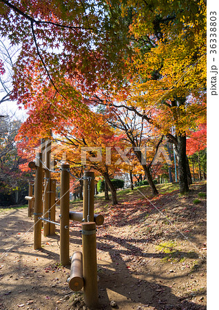 紅葉 香川県高松市峰山公園の写真素材