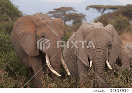 象（アンボセリ） 36338950
