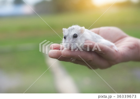 Hamster winter white on hand Hamster winter white on hand 36339673