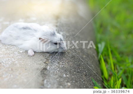 Hamster winter white sleeping Hamster winter white sleeping 36339674