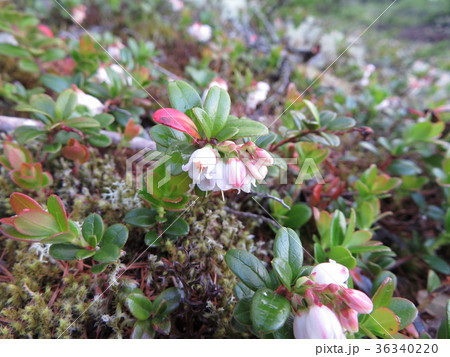 コケモモの花の写真素材