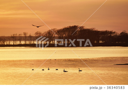 夕暮れの野付半島に浮かぶハクチョウ（北海道） 36340583