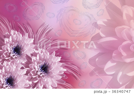Flowers  background. Flower spink Chrysanthemums 36340747