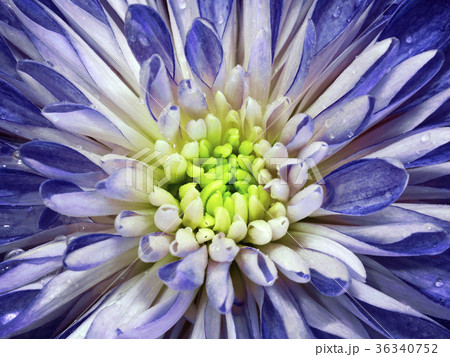 White-blue  chrysanthemum flower. Macro.  36340752