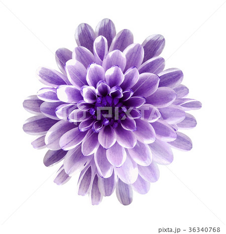 violet flower chrysanthemum isolated background violet flower chrysanthemum isolated background 36340768