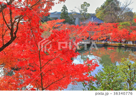 永観堂放生池の紅葉 永観堂放生池の紅葉 36340776