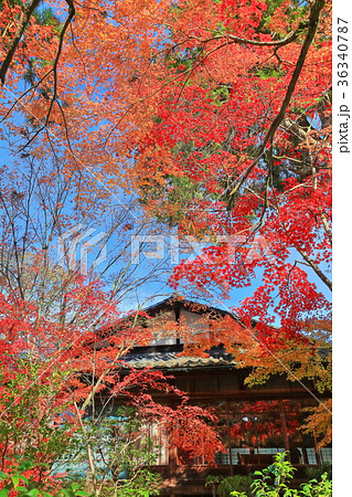 天授庵の紅葉 36340787