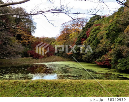 道灌堀 紅葉 皇居・乾通りの一般公開 道灌堀 紅葉 皇居・乾通りの一般公開 36340939