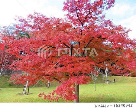イロハモミジ 紅葉 皇居・乾通りの一般公開 イロハモミジ 紅葉 皇居・乾通りの一般公開 36340942