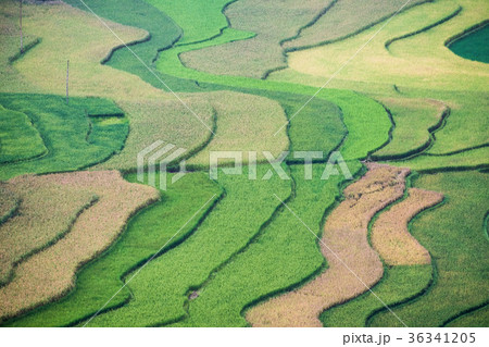 Rice fields furrow colorful Rice fields furrow colorful 36341205