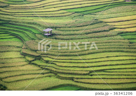Rice field furrow terraced with hut in Tule 36341206