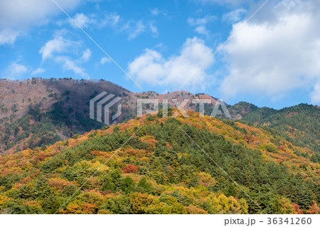 Colorful trees mountain in autumn with sky Colorful trees mountain in autumn with sky 36341260