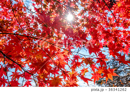Red Maple leaves tunnel with sunlight shine Red Maple leaves tunnel with sunlight shine 36341262