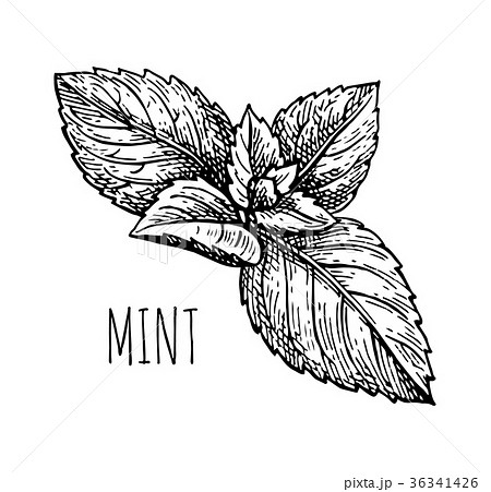 Ink sketch of mint. 36341426