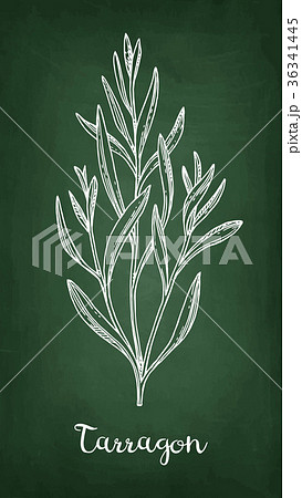 Tarragon chalk sketch. 36341445