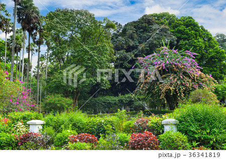 tropical park with beautiful trees and flowers. tropical park with beautiful trees and flowers. 36341819