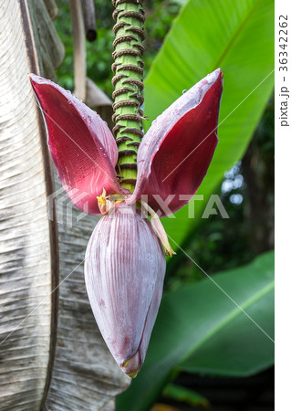 fresh banana blossom hang on tree fresh banana blossom hang on tree 36342262