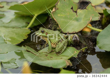 A frog sitting in the pond full of water lilies A frog sitting in the pond full of water lilies 36342444