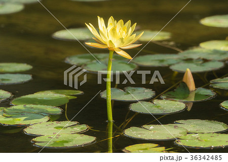 A small pond full of water lilies 36342485