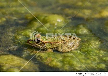 A frog sitting in the pond full of water lilies A frog sitting in the pond full of water lilies 36342486