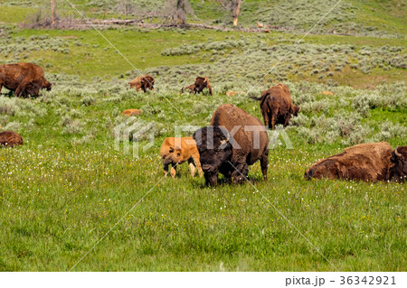 American bison family in Yellowstone 36342921