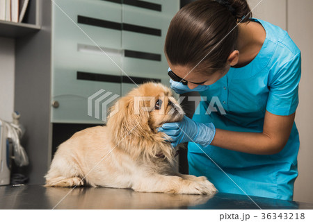 Veterinarian examines the eye of a dog Veterinarian examines the eye of a dog 36343218