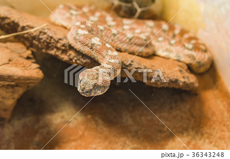Carpet Viper Malayan Pit Viper Snake on sand 36343248