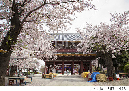 池上本門寺　仁王門 36344448