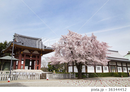 池上本門寺 鐘楼堂と霊宝殿 池上本門寺 鐘楼堂と霊宝殿 36344452