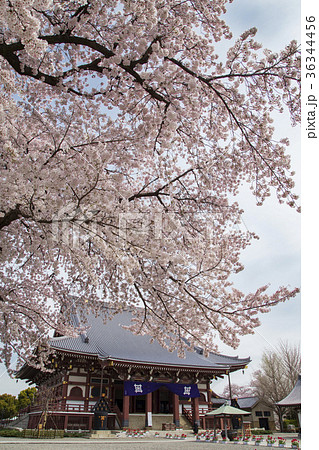 池上本門寺　大堂（祖師堂） 36344456