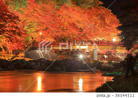 香嵐渓の紅葉ライトアップ（待月橋） 36344511