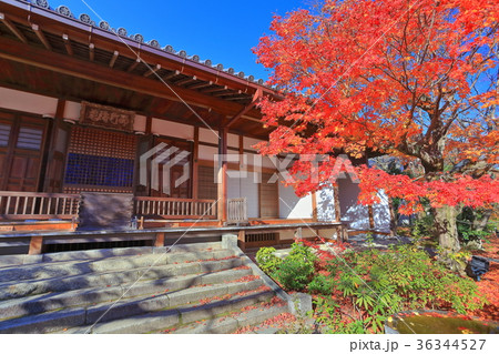 常寂光寺本堂の紅葉 36344527