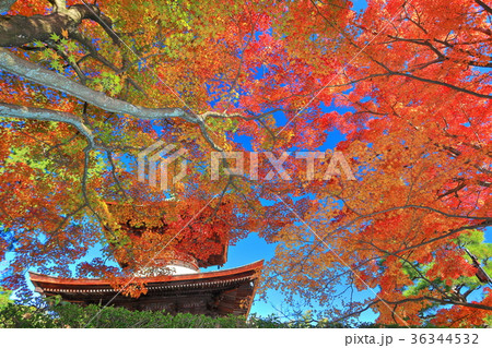 常寂光寺多宝塔の紅葉 36344532