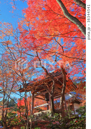 常寂光寺鐘楼の紅葉 36344541