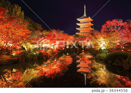 東寺の紅葉（夜間特別拝観） 36344556