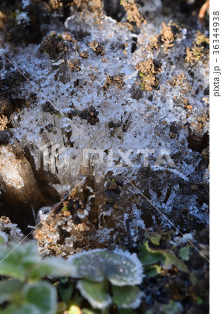 朝に見つけた庭の霜柱 36344938