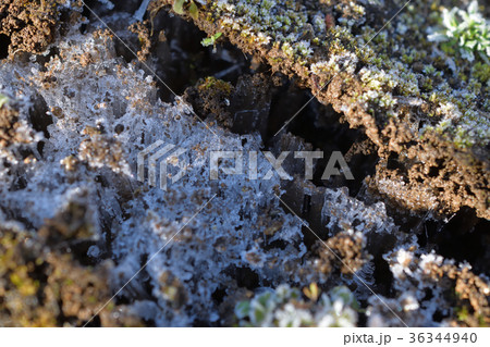 朝に見つけた庭の霜柱 36344940