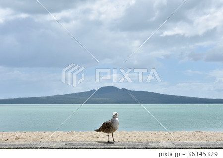 ランギトト島とかもめ 36345329