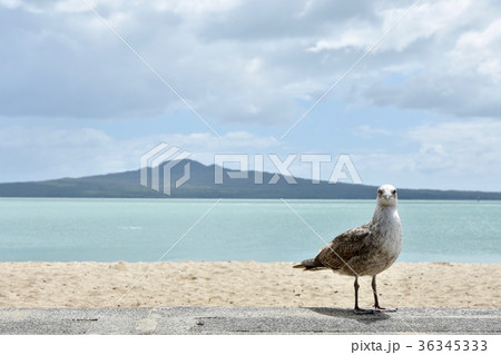 ランギトト島とかもめ 36345333