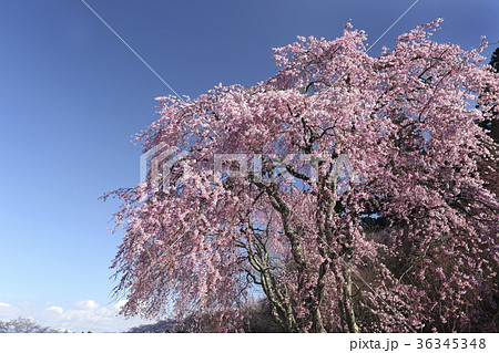 サクラ サクラ 36345348