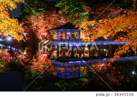 岡崎東公園の紅葉 36345556