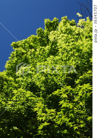 カエデの若葉と青空 カエデの若葉と青空 36345707