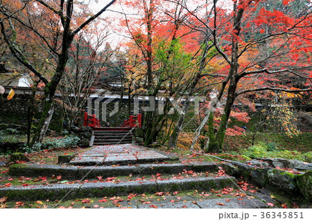 紅葉の名所 両界山横蔵寺 30の写真素材