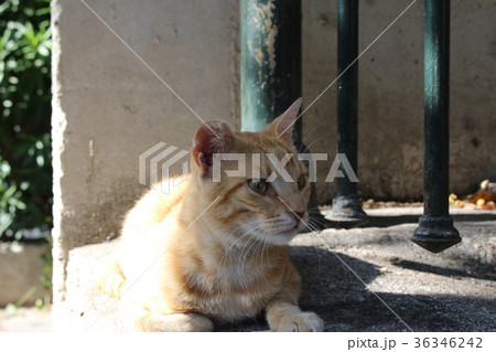 ギリシャの野良猫 36346242