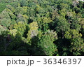 road in the forest 36346397