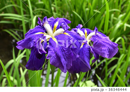 平安神宮 神苑 花菖蒲の写真素材