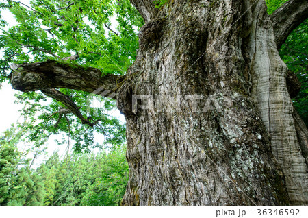 大井沢の大栗　山形県 36346592