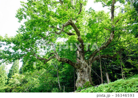 大井沢の大栗　山形県 36346593