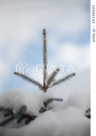 富良野アトリエ麓郷「ホプシー(プンゲンストウヒ)」 富良野アトリエ麓郷「ホプシー(プンゲンストウヒ)」 36346692